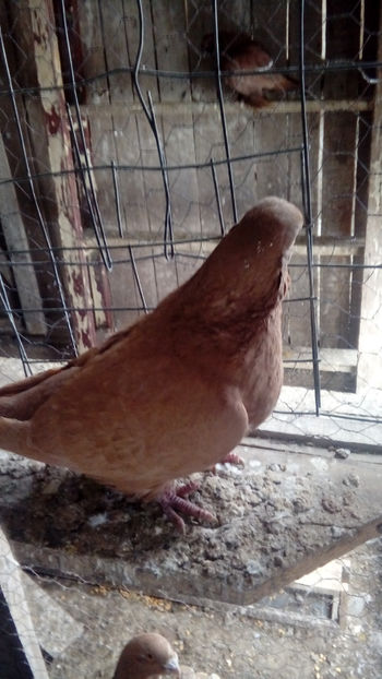  - Porumbei americani