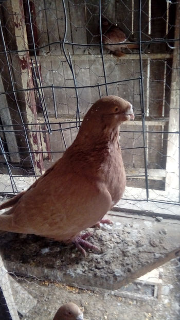  - Porumbei americani