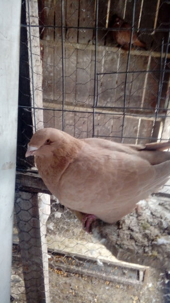  - Porumbei americani