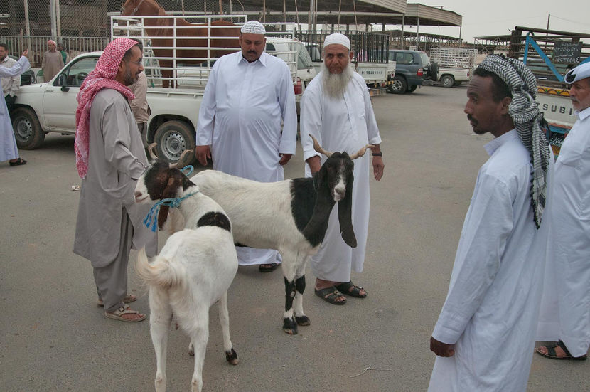 Rasa din Arabia - Rase de oi si capre poze deosebite 13