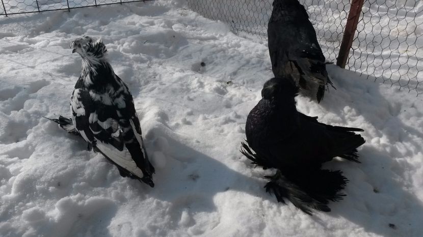 Kc - 16 Tobosar german