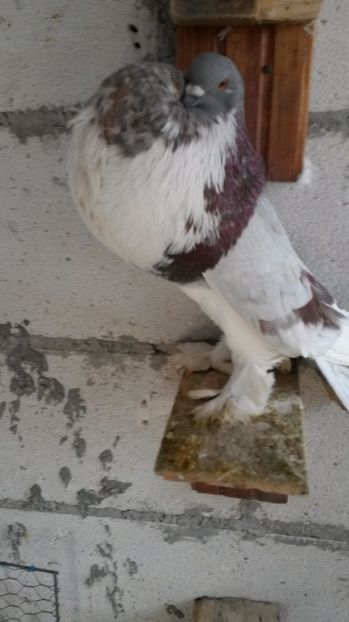  - 02 Gusati de Pomerania