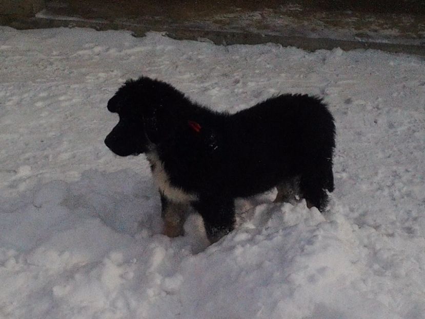 2017-02-09 13.44.37 - Caini