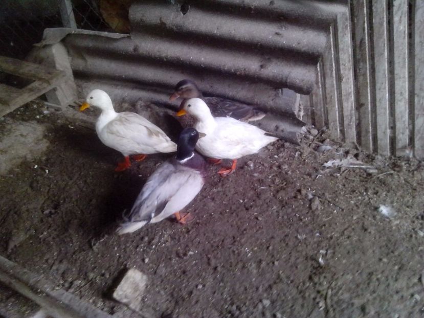  - RATE PITICE CAAL DUCK