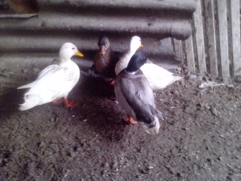  - RATE PITICE CAAL DUCK