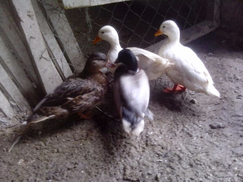  - RATE PITICE CAAL DUCK
