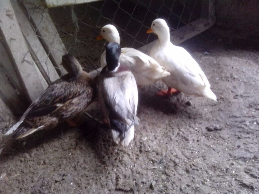  - RATE PITICE CAAL DUCK