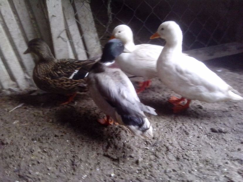  - RATE PITICE CAAL DUCK