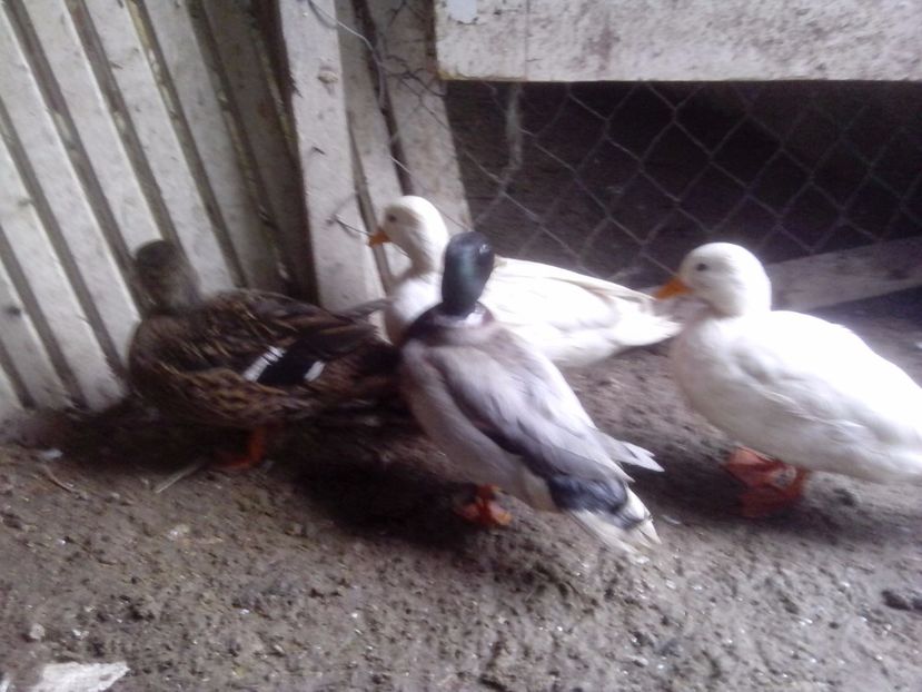  - RATE PITICE CAAL DUCK