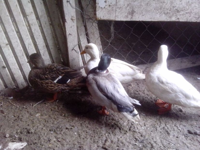  - RATE PITICE CAAL DUCK