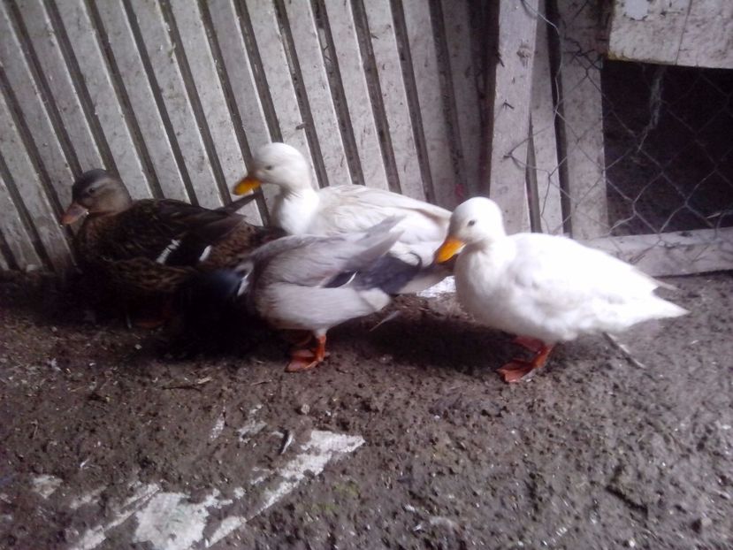  - RATE PITICE CAAL DUCK