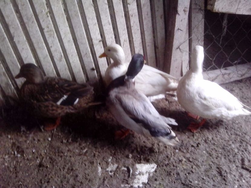  - RATE PITICE CAAL DUCK