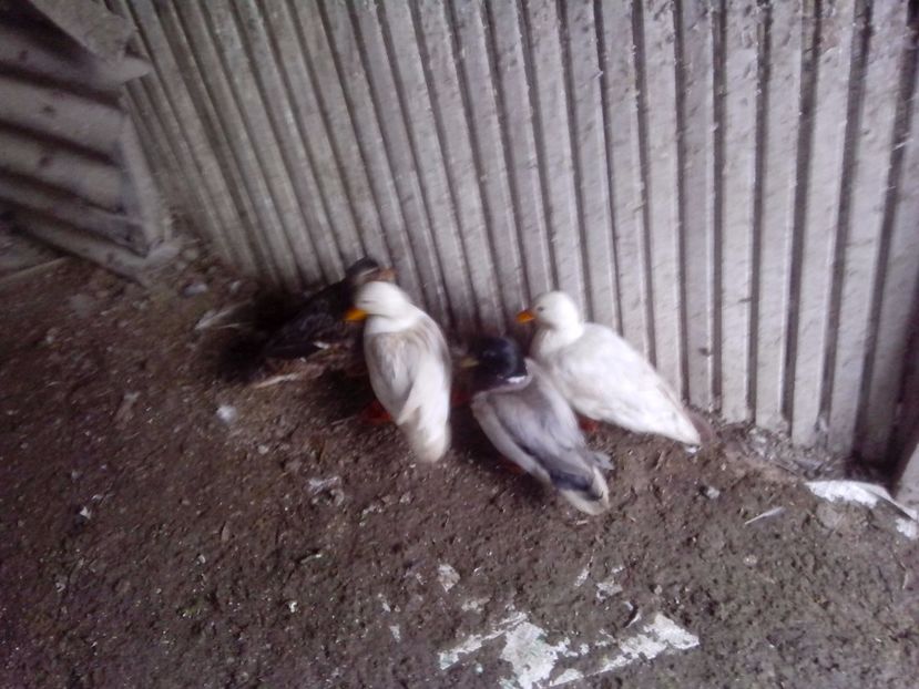  - RATE PITICE CAAL DUCK