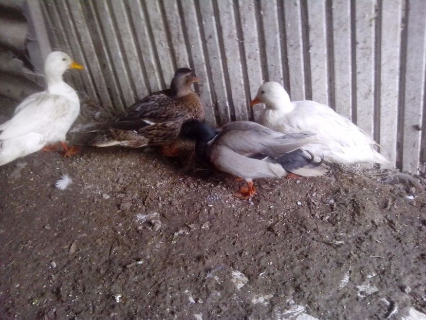  - RATE PITICE CAAL DUCK