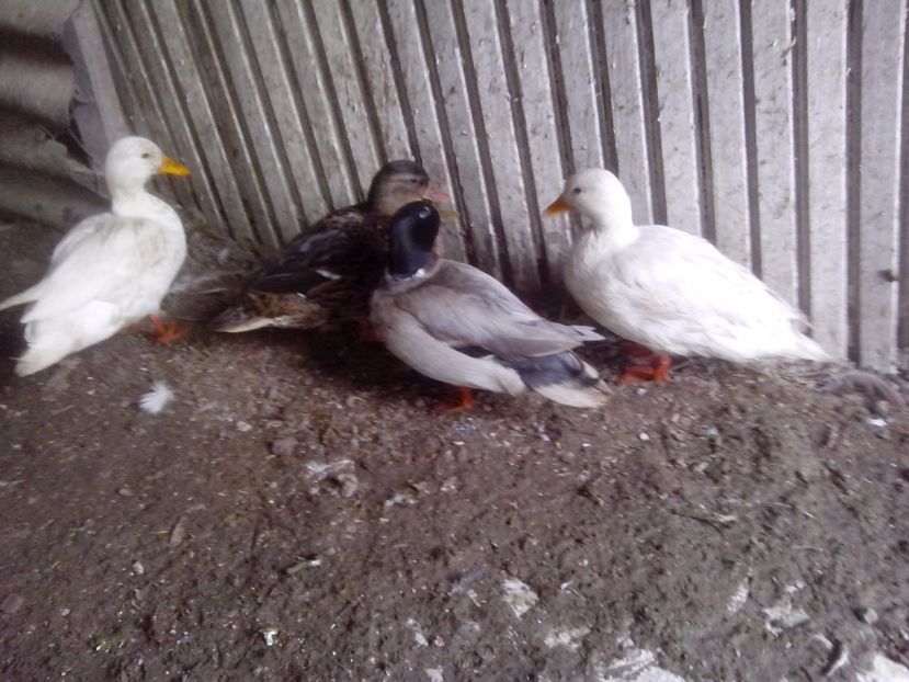  - RATE PITICE CAAL DUCK