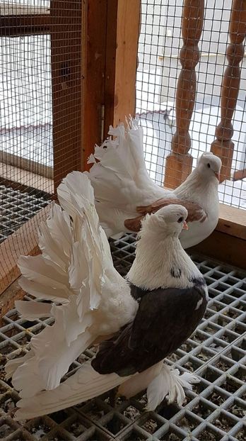  - INDIENI CAPACE PENTRU 2023