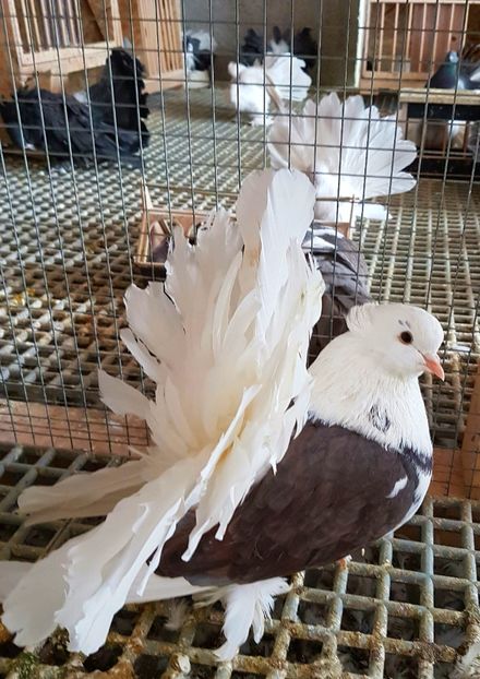  - INDIENI CAPACE PENTRU 2023