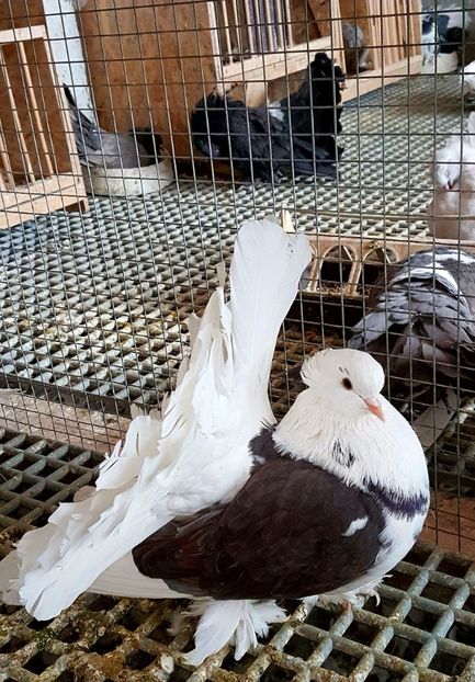  - INDIENI CAPACE PENTRU 2023