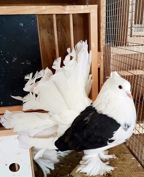  - INDIENI CAPACE PENTRU 2023