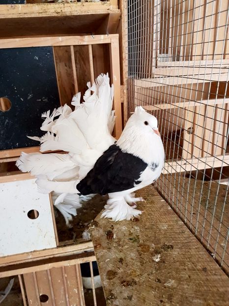  - INDIENI CAPACE PENTRU 2023