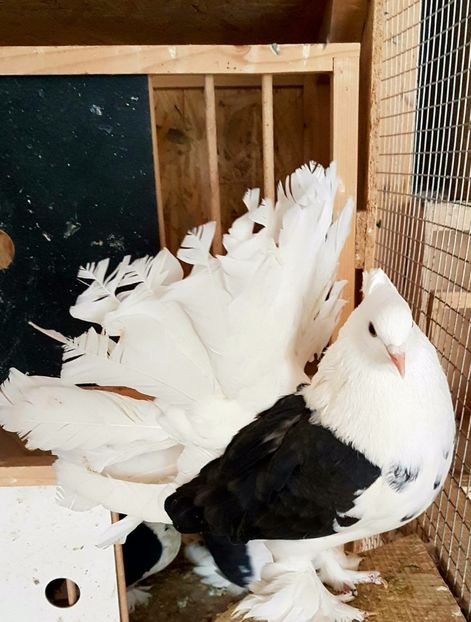  - INDIENI CAPACE PENTRU 2023