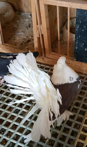  - INDIENI CAPACE PENTRU 2023