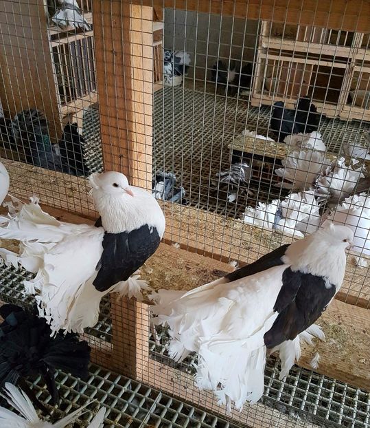  - INDIENI CAPACE PENTRU 2023