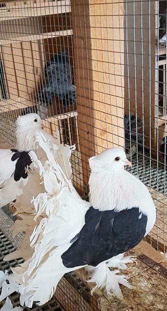  - INDIENI CAPACE PENTRU 2023