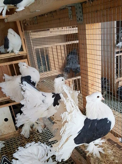  - INDIENI CAPACE PENTRU 2023