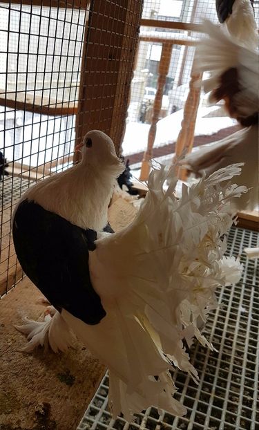  - INDIENI CAPACE PENTRU 2023