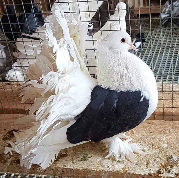  - INDIENI CAPACE PENTRU 2023