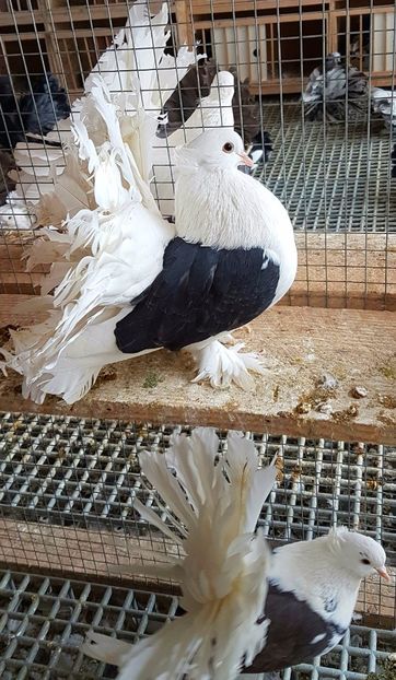  - INDIENI CAPACE PENTRU 2023