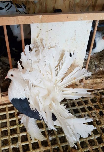  - INDIENI CAPACE PENTRU 2023