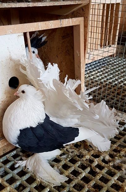  - INDIENI CAPACE PENTRU 2023