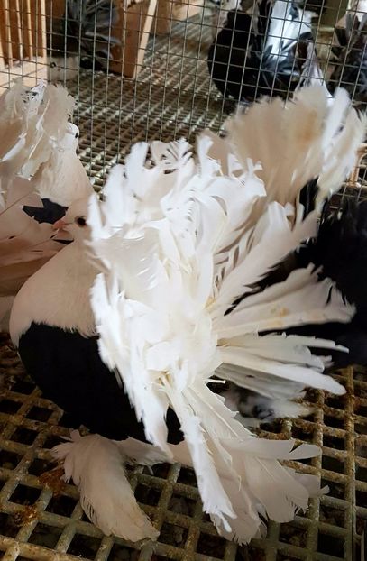  - INDIENI CAPACE PENTRU 2023