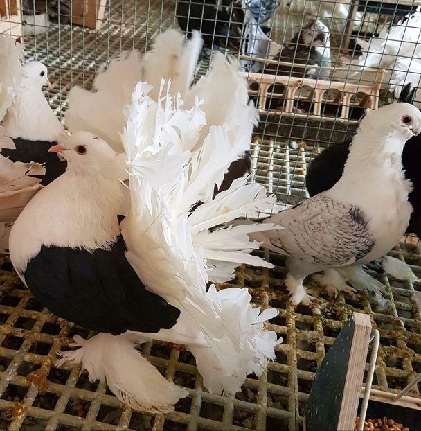  - INDIENI CAPACE PENTRU 2023