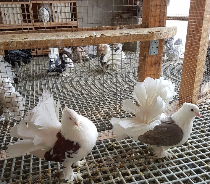  - INDIENI CAPACE PENTRU 2023