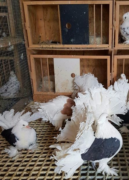  - INDIENI CAPACE PENTRU 2023