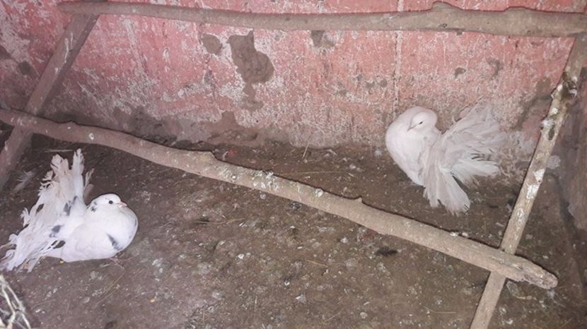 16650130_1373208432749195_1292016383_n - Copy - VaNzArE 2017