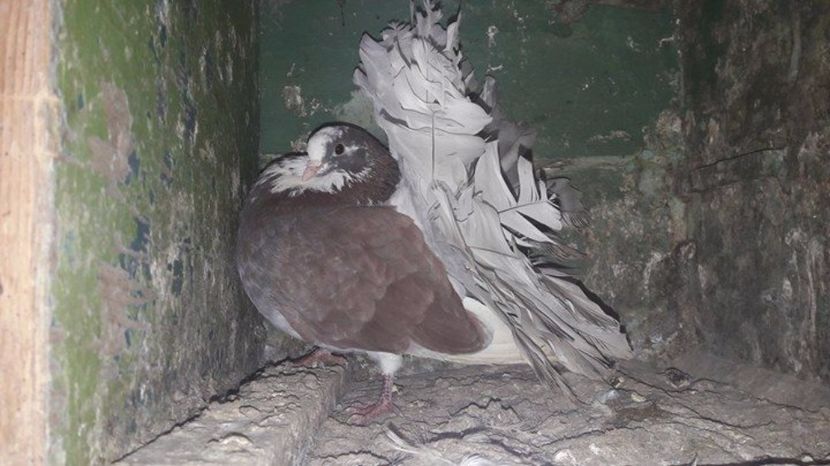 16650222_1373208216082550_1276297495_n - Copy - VaNzArE 2017