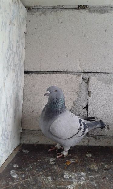 F2016 - Cuci -Albastri- Matca 2018