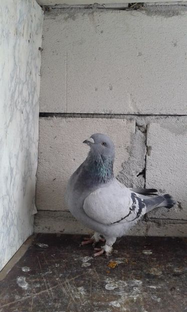  - Cuci -Albastri- Matca 2018