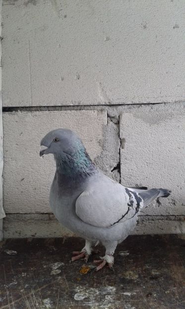  - Cuci -Albastri- Matca 2018