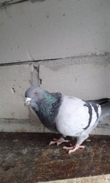 M2016 - Cuci -Albastri- Matca 2018