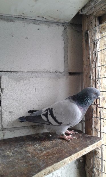  - Cuci -Albastri- Matca 2018