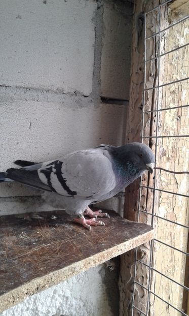  - Cuci -Albastri- Matca 2018