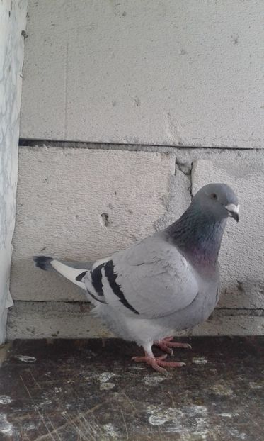 F2016 - Cuci -Albastri- Matca 2018