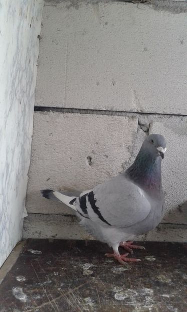  - Cuci -Albastri- Matca 2018