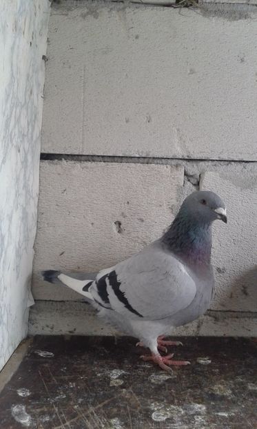  - Cuci -Albastri- Matca 2018