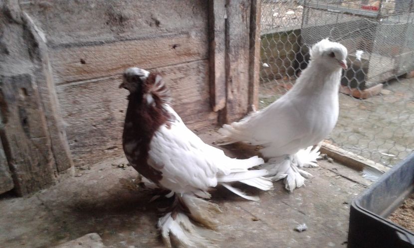  - URIASI MAGHIARI 2017